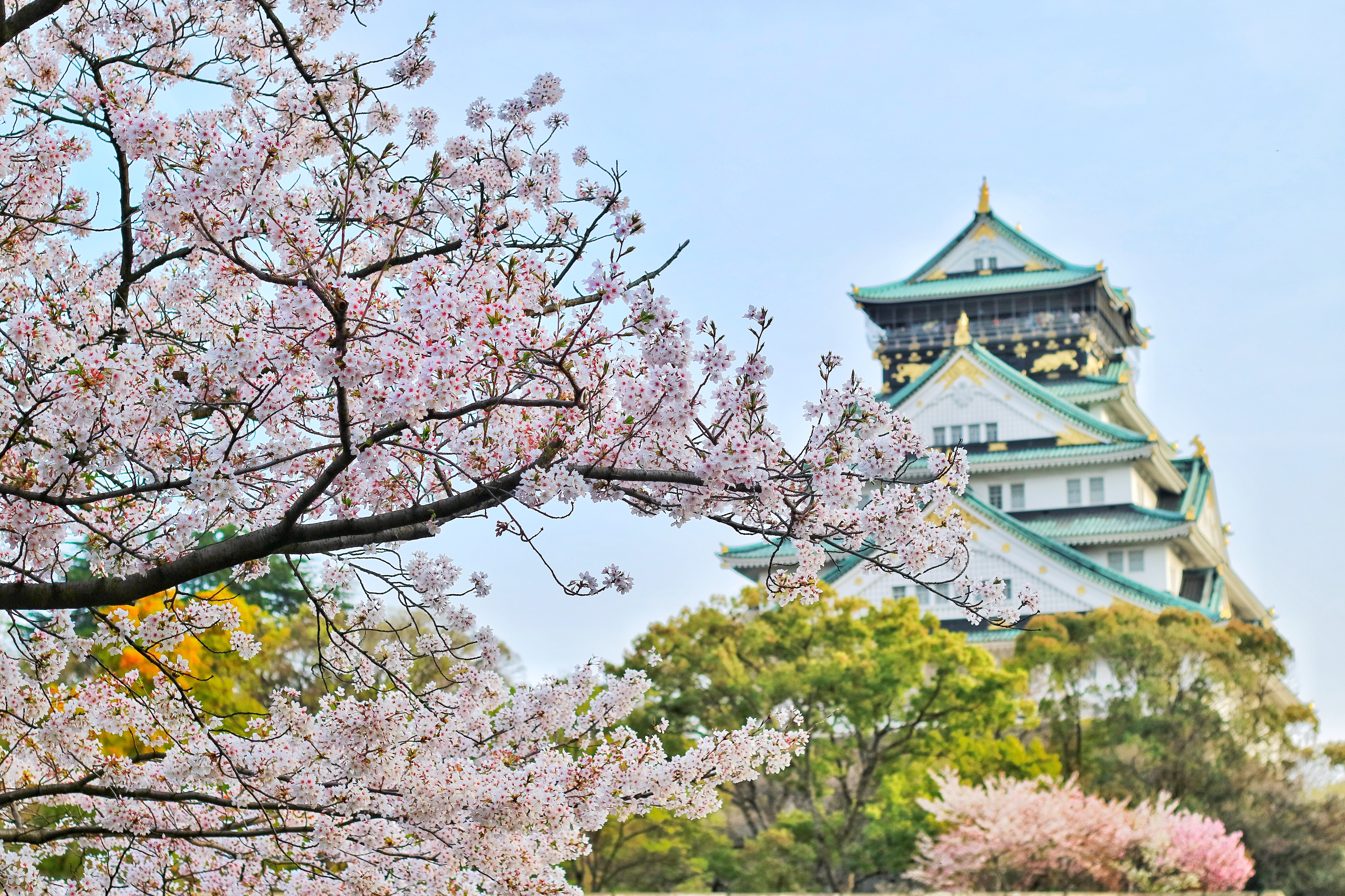 Sakura in front of a castle